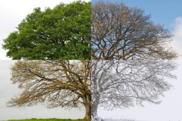 CHANGING SEASONS